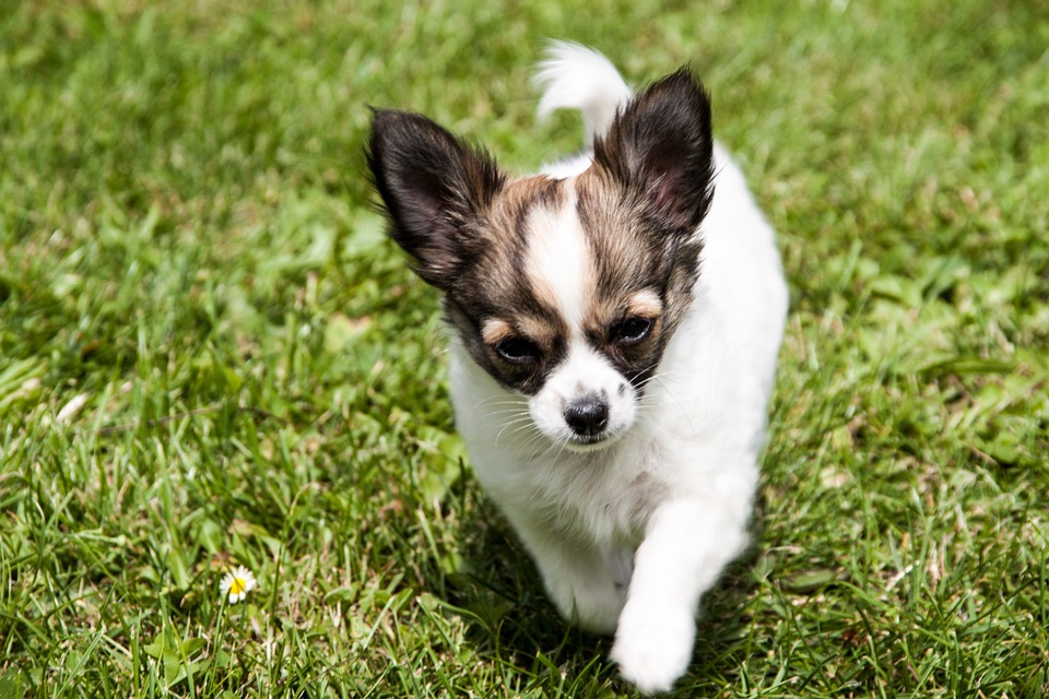 healthy chihuahua pet